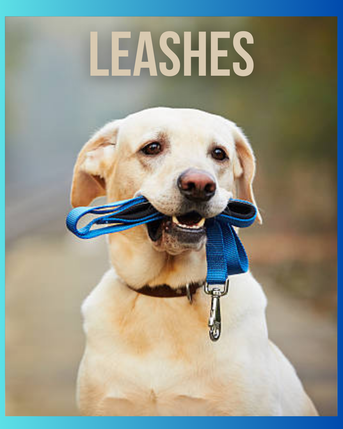 Leashes